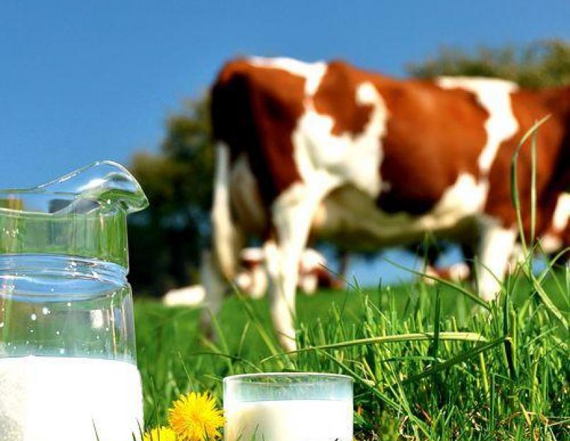 Почему кипятят молоко. Полезные свойства, калорийность и пищевая ценность кипяченого молока