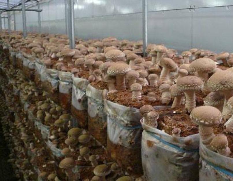 Интересные рецепты блюд из грибов шиитаке. Хе из грибов шиитаке (пошаговый рецепт с фото) Картошка с лесными грибами шиитаке