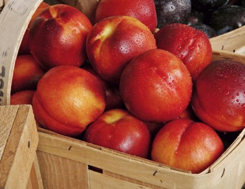 Как сохранить свежие персики на зиму. Как хранить фрукты дома – общие принципы, памятка и фото-идеи. Персик в кулинарии