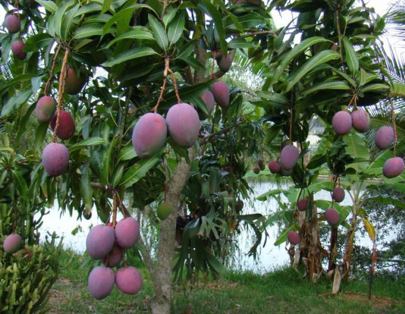 Манго и маракуйя к каким группам относятся. Полезные свойства манго. Видео: полезные свойства манго