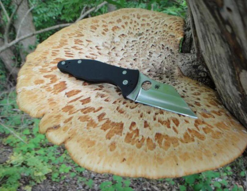 Как обрабатывают сушеные грибы. Как обрабатывать лесные грибы: инструкция