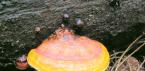 Champignon chaga de bouleau - un remède contre cent maux Comment distinguer le chaga des autres champignons