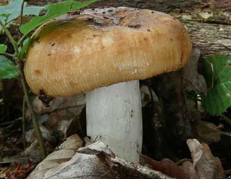 Валуй съедобный гриб или нет. Засолка грибов валуев холодным способом. Места произрастания валуев