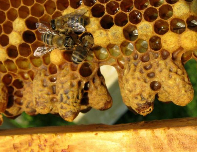 Пчелиное маточное молочко: польза, вред и способ приема. Адсорбированное сухое маточное молочко. Лечение заболеваний мочеполовой системы