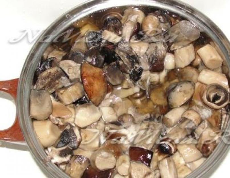 Подберезовик — описание гриба с фото и видео, как готовить. Приготовление блюд из грибов. Сколько варить подберезовики