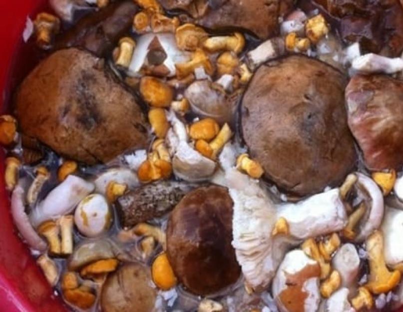 Что можно приготовить из грибов бычков. Хранение соленых грибов. Котлеты с солеными валуями