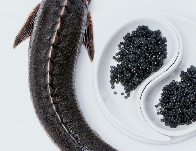 Caviar noir et rouge : comment bien conserver un plaisir cher et sain ?  Est-il possible de congeler le caviar noir ?