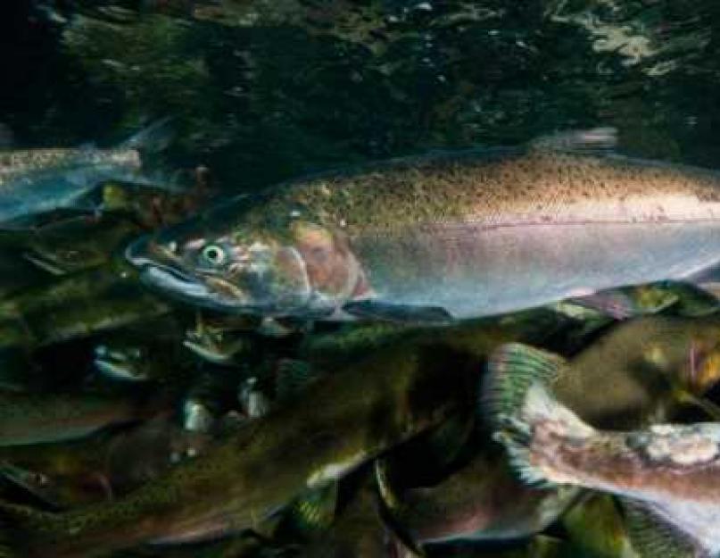 Poisson sain et faible en calories Saumon Coho : avantages et inconvénients.  Saumon coho - Encyclopédie des poissons