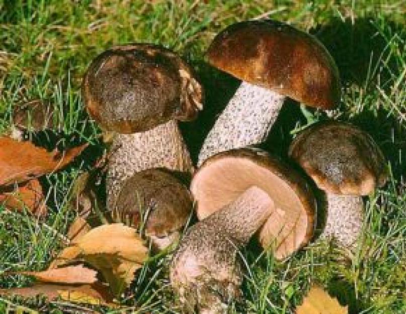 Белые грибы консервированные. Маринованные белые грибы на зиму