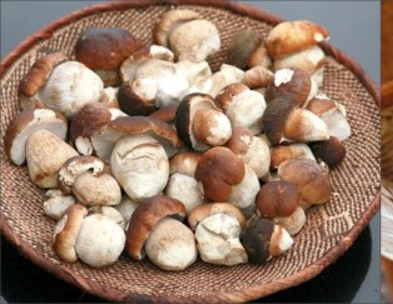 Как посушить грибы в духовке. Как сушить грибы? Какие грибы сушат? Сушка грибов в домашних условиях. Как сушить в электросушке