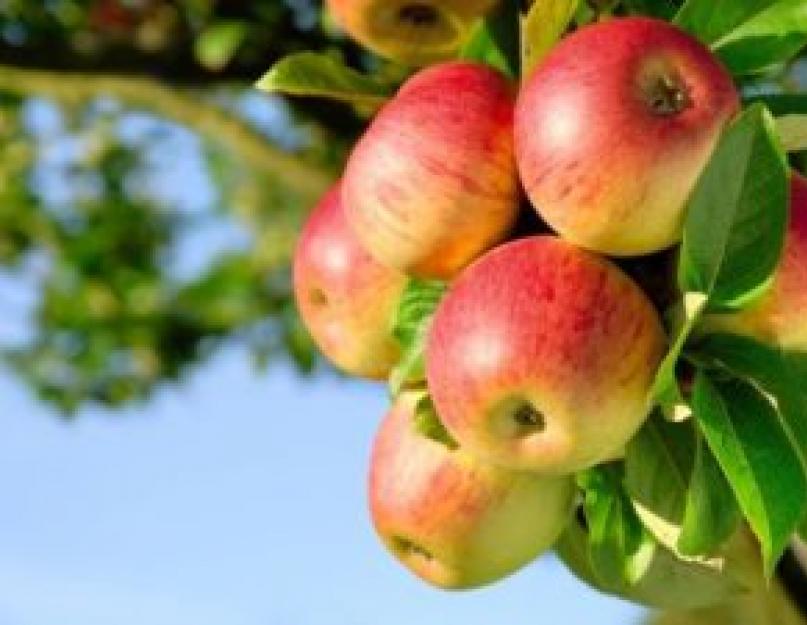 Польза и вред яблок для организма человека. Яблоки: полезные свойства и противопоказания