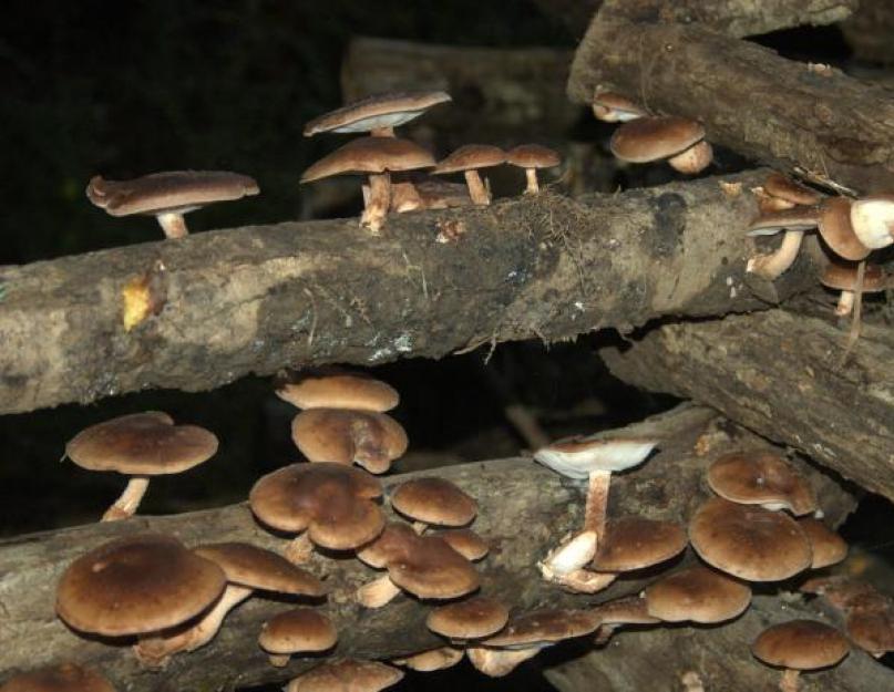Какая польза в грибах Шиитаке? Они лечат рак? Грибы шиитаке – полезные свойства целебных грибных полисахаридов