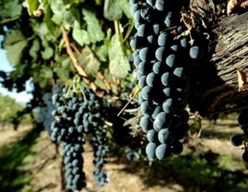  Основные красные сорта винограда: Каберне Совиньон, Мерло, Пино Нуар