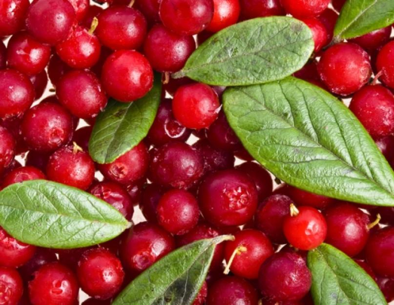 Ang mga benepisyo at pinsala ng cranberries para sa katawan ng tao.  Mga kapaki-pakinabang na katangian at contraindications ng cranberries.  Anti-aging na mga katangian ng cranberries