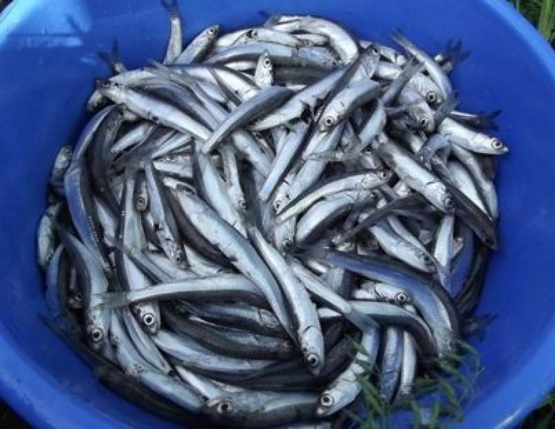 Préparez des sprats maison.  Sprats à la maison.  Le respect de toutes les normes sanitaires avant tout