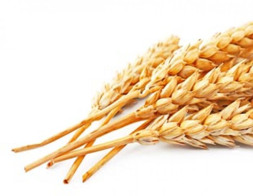 Домашняя водка из пшеницы: вспоминаем старинные рецепты! Водка пшеничная: как сделать в домашних условиях