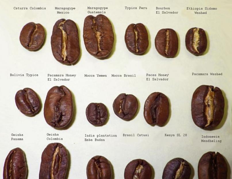 Сорта кофе имеющие практическое применение. Всё, что вы хотели знать о кофе: виды зёрен и как их правильно выбрать в магазине