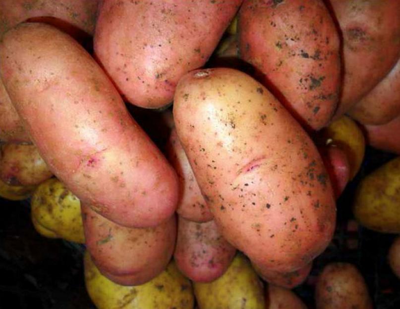 Что делать чтобы картошка хорошо уродила? Температура замерзания картофеля и что делать с пострадавшими клубнями