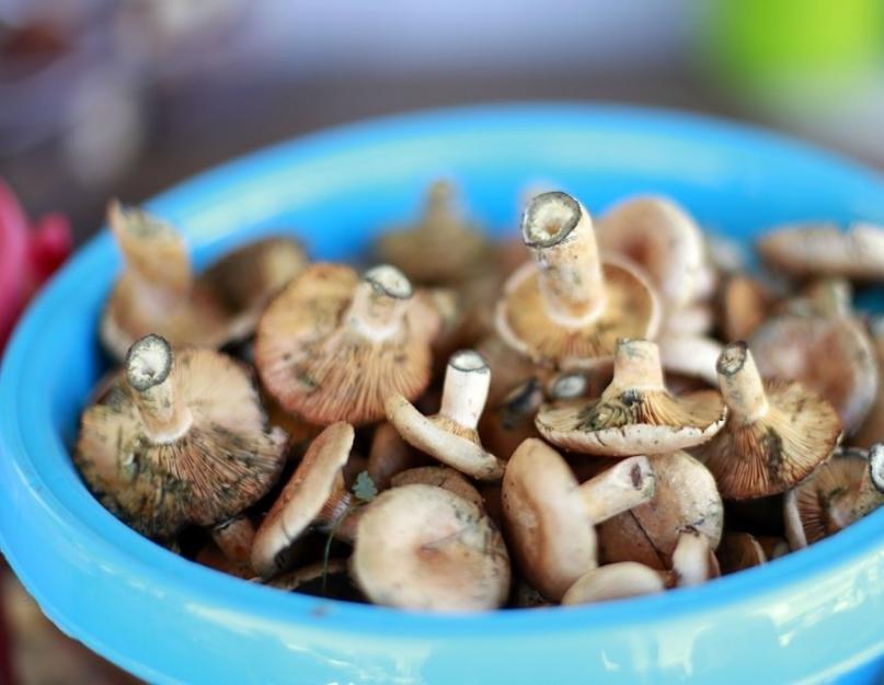 Какие грибы можно солить на зиму. Сухой способ приготовления – почему он так назван? Можно ли солить грибы в нержавеющей кастрюле