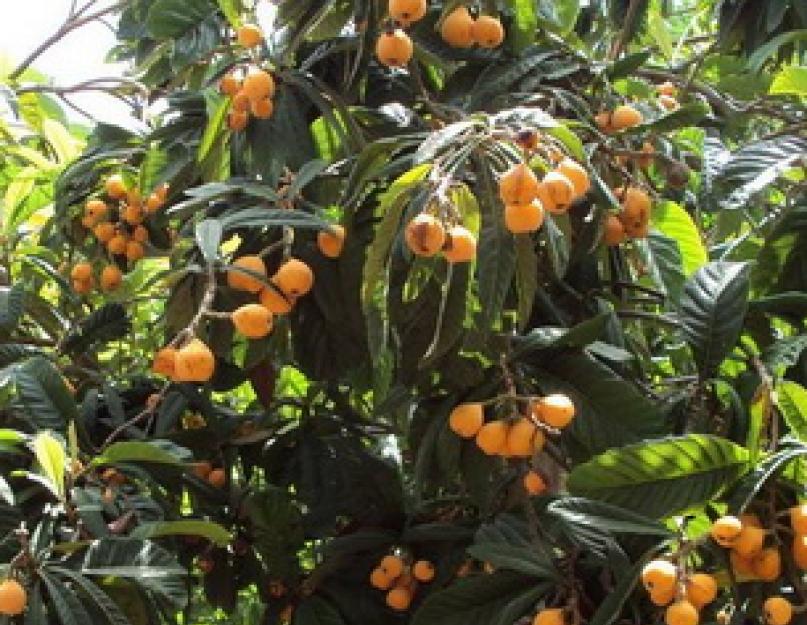Мушмула кавказская – необычный фрукт. Японский фрукт мушмула — полезные свойства и противопоказания