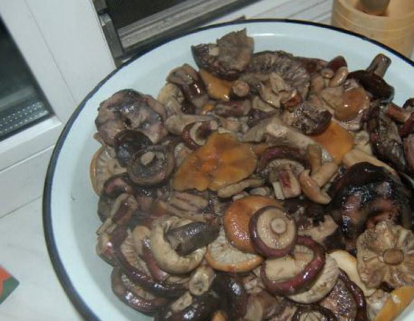 Как приготовить соленые грибы грузди. Вкусные рецепты, как правильно солить грузди в домашних условиях холодным и горячим способом. Старинный рецепт быстрой засолки груздей холодным способом