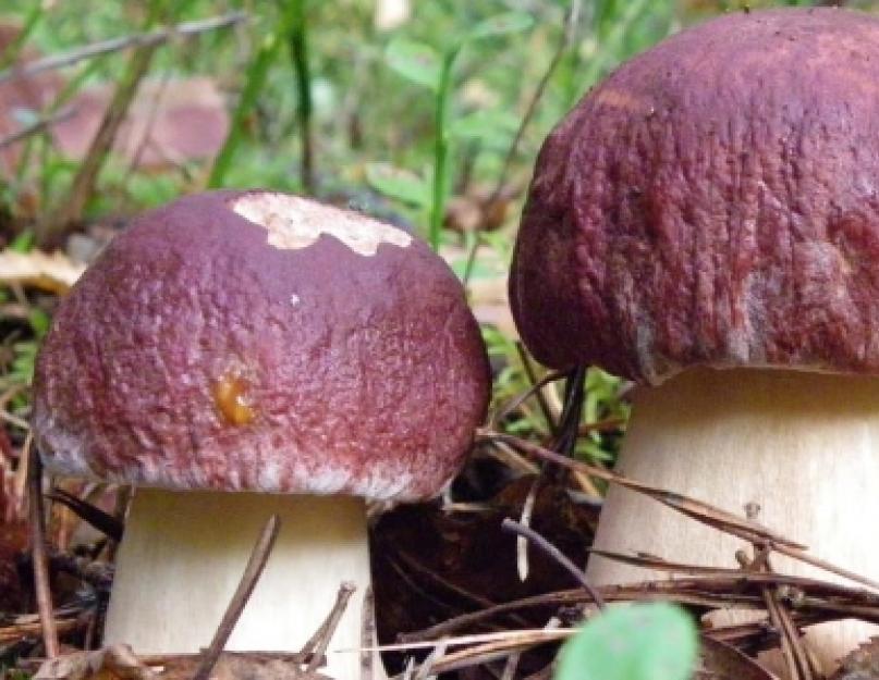 Как замариновать белые грибы. Маринованные белые грибы: секреты и тонкости