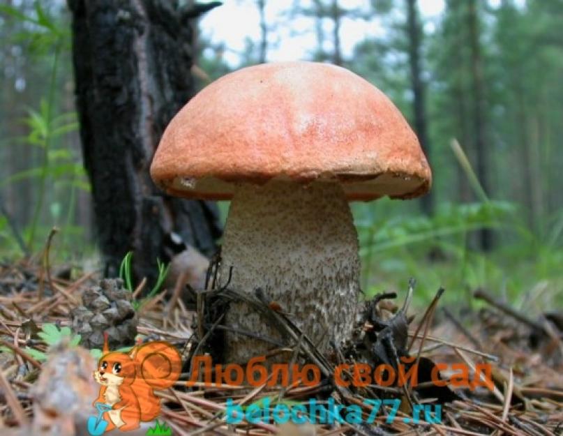 Подосиновик – фото, описание гриба, как готовить. Заготовка грибов: маринование, заморозка и сушка подосиновиков и подберезовиков