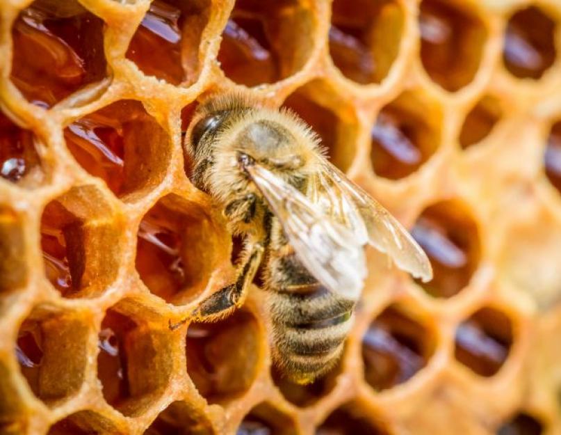 Мед разнотравье как определить настоящий. Как отличить настоящий мед от подделки