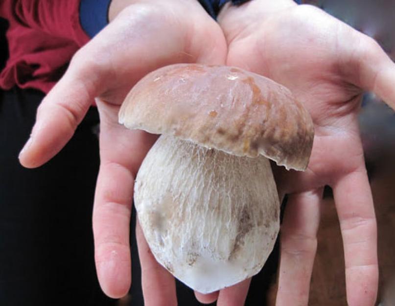 Schéma de première transformation des champignons.  Comment nettoyer les cèpes avant la cuisson