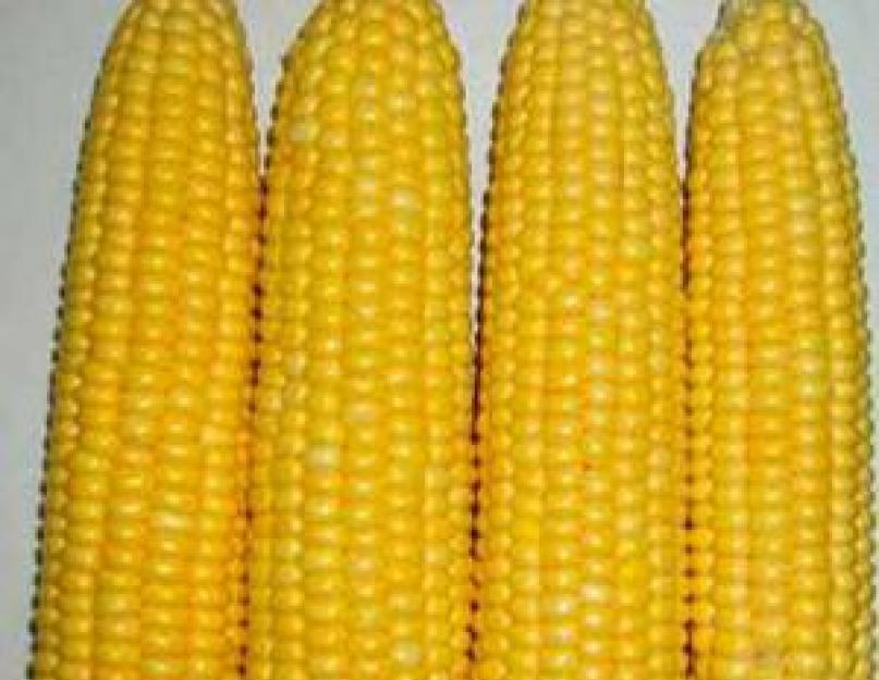 Домашний кукурузный сироп. Кукурузный сироп - разновидности, как приготовить в домашних условиях и чем можно заменить