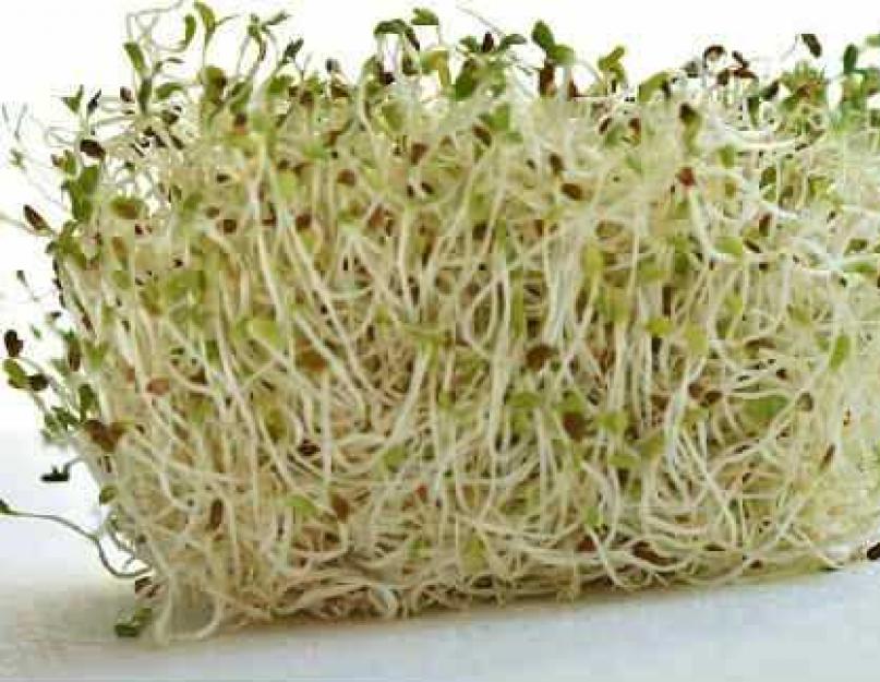 Кресс салат как употреблять. Кресс-салат: выращивание на подоконнике и в открытом грунте. Кресс салат полезные свойства
