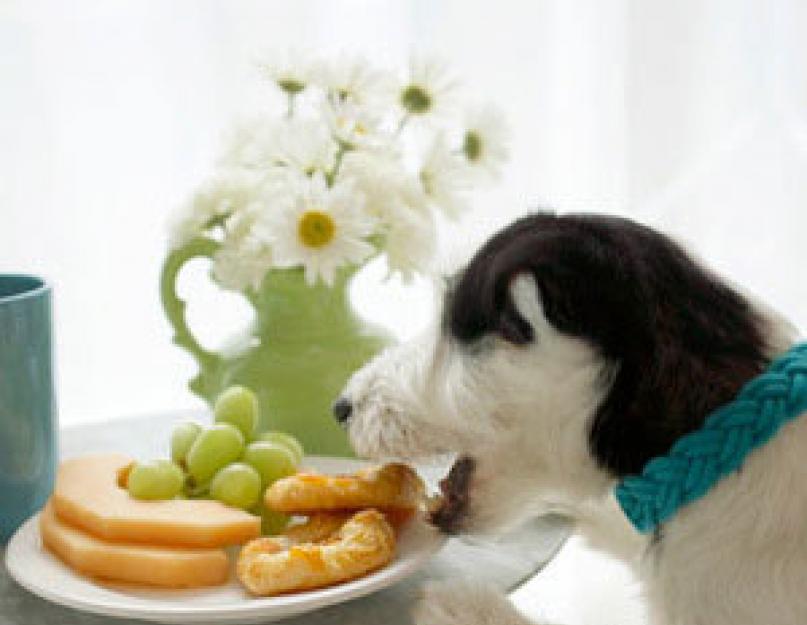 Teneur en calories Os de bœuf comestibles.  Composition chimique et valeur nutritionnelle.  Est-il possible de donner des os aux chiens ?  Recettes d'os à moelle osseuse