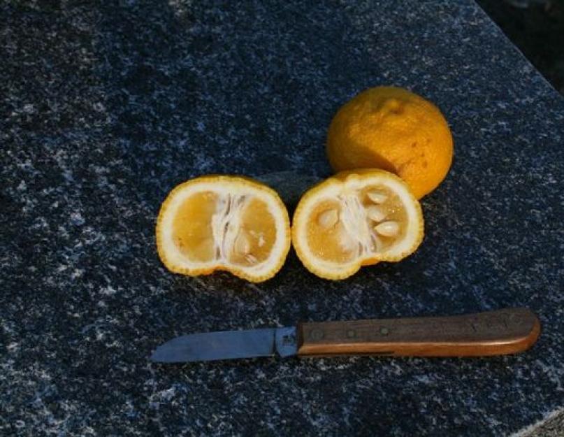 Гибрид мандарина и лимона название 4 буквы. Как называется цитрусовый гибрид лимона и апельсина