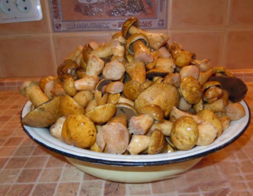 Как приготовить моховик (грибы)? Что приготовить из моховиков? Как готовить грибы моховики