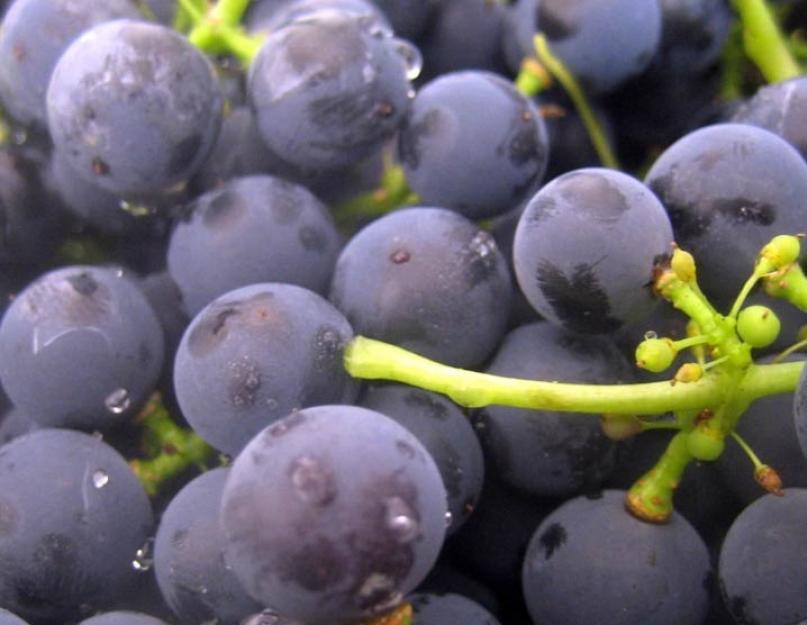 Дрожжи и их роль в брожении вина. На каких фруктах и ягодах есть дикие дрожжи и как их сохранить