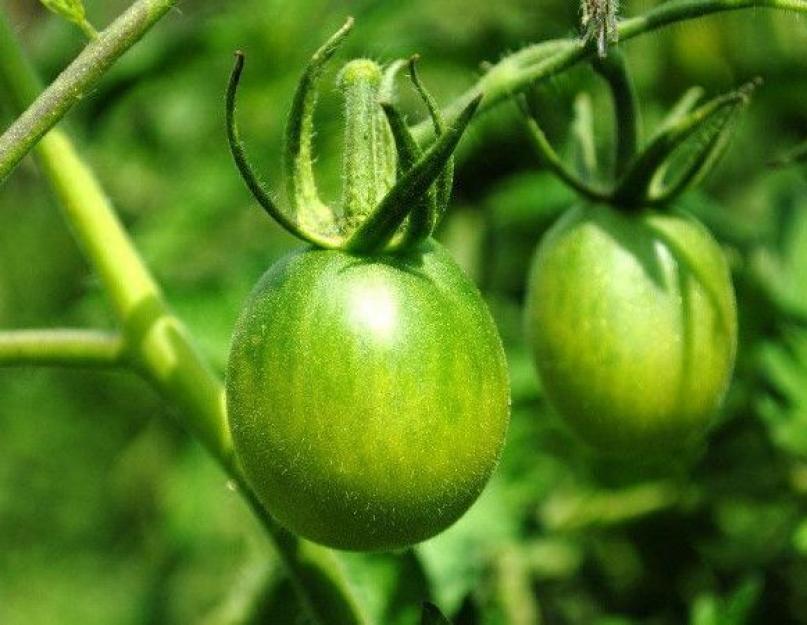 Соленые зеленые помидоры польза. Польза и вред для организма от употребления зеленых помидор и можно ли их есть? Состав зеленых томатов