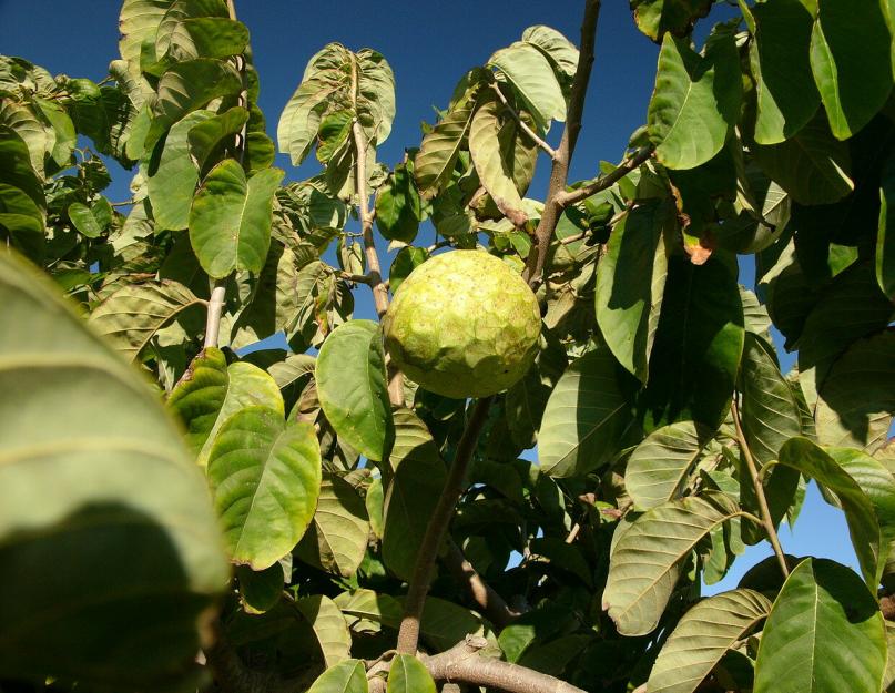 Orange exotique : fruit ou baie ?  Variétés d'arbres à feuilles persistantes et leur description, avantages et inconvénients de la plante.  Types et variétés