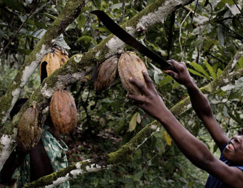 Faits intéressants sur le chocolat noir.  L'histoire du chocolat.  Le nom scientifique de l’arbre sur lequel poussent les fèves de cacao est « Nourriture des Dieux ».