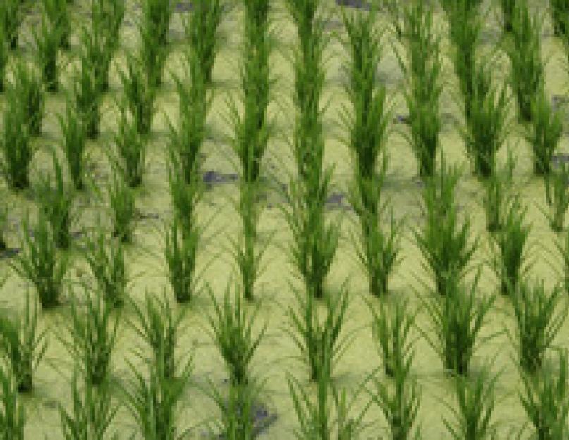Что такое рис? Калорийность и пищевая ценность риса
