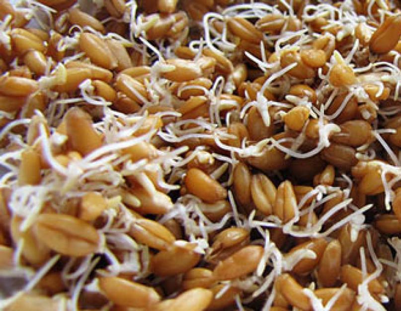 Брага на пшенице без проращивания рецепт. Рецепт браги из пшеницы для самогона. Почему зерновая брага бродит без дрожжей