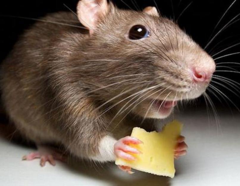 Правда ли что мыши не любят сыр. Что едят мыши