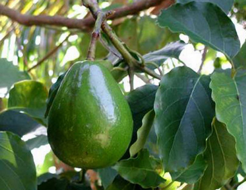 Масло авокадо. Применение масла авокадо в косметологии. Состав и свойства масла авокадо