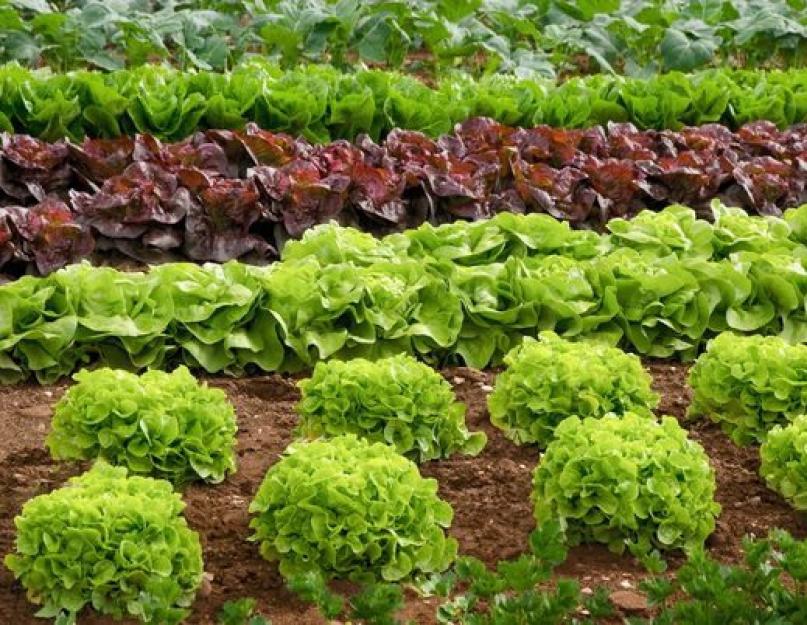 Какой бывает салат (фото) – сорта и виды, тонкости выращивания. Сорта салатов: разновидности и описание
