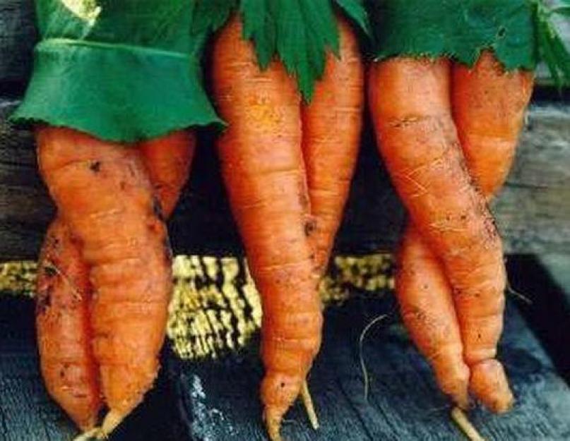 Загадки про морковь для детей. Загадки про морковь