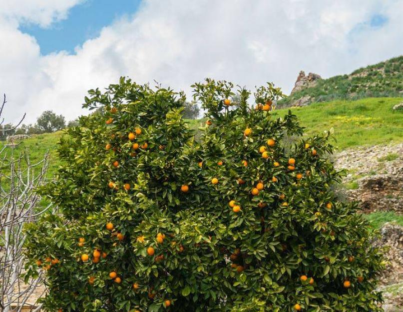 Как называется цитрусовый гибрид лимона и апельсина. Все самое интересное о мандаринах
