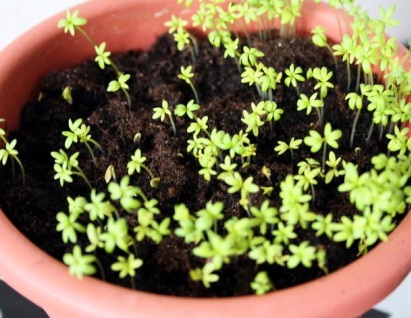 Как вырастить кресс-салат на даче, уход за растением в открытом грунте. Кресс-салат — выращивание витаминной зелени круглый год