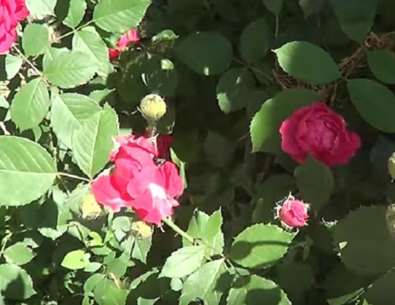 Comment faire de la confiture de pétales de rose.  Confiture de pétales de rose selon une recette ancienne.  Confiture de roses pour bébés