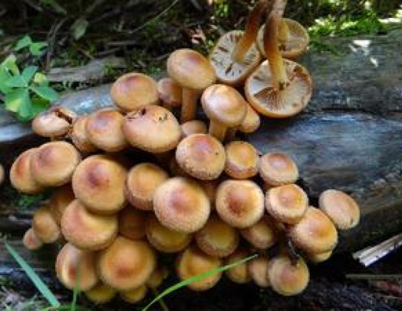 Надо ли удалять пленку у грибов опят? Что делают с грибами опятами после сбора