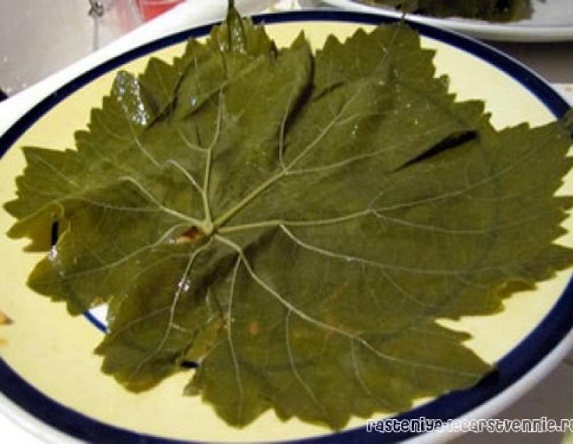 Comment faire des feuilles de dolma pour l'hiver.  Décapage des feuilles de vigne.  Comment conserver les feuilles de vigne fraîches pour l'hiver