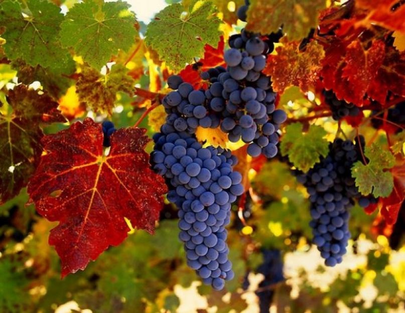 Виноградный сироп на зиму. Общая польза, лечебные свойства, вред и противопоказания винограда